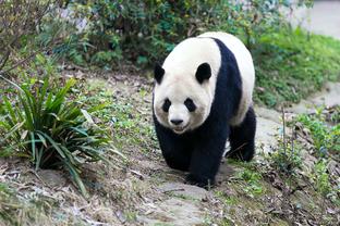 格雷茨卡：三连败就像一部恐怖电影 现在很难相信我们能夺冠